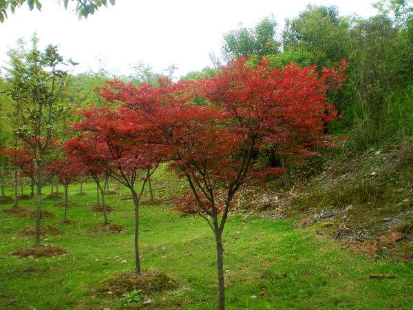 紅楓樹苗基地實(shí)拍圖片