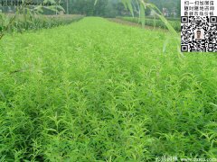 哪里有桃樹苗賣，偷偷告訴你一家又好又便宜的
