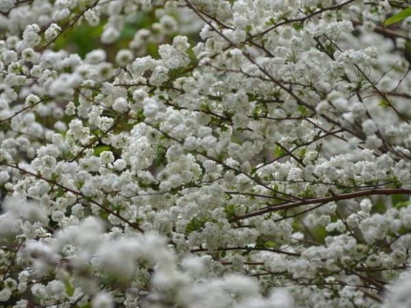 李葉繡線菊