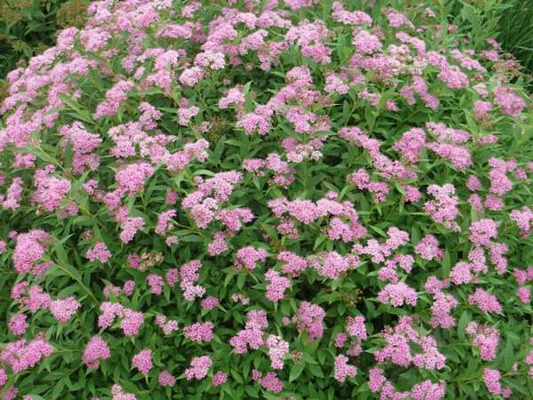 基地直銷(xiāo)各種繡線菊