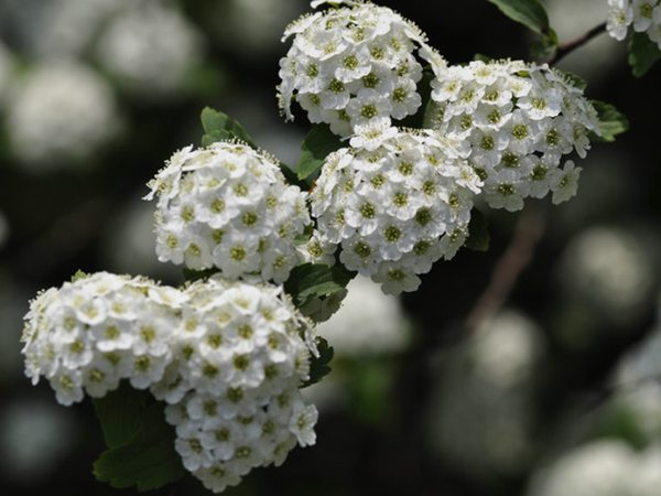 繡球繡線(xiàn)菊