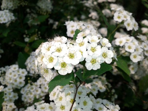 繡球繡線(xiàn)菊