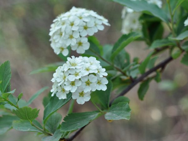 繡球繡線(xiàn)菊