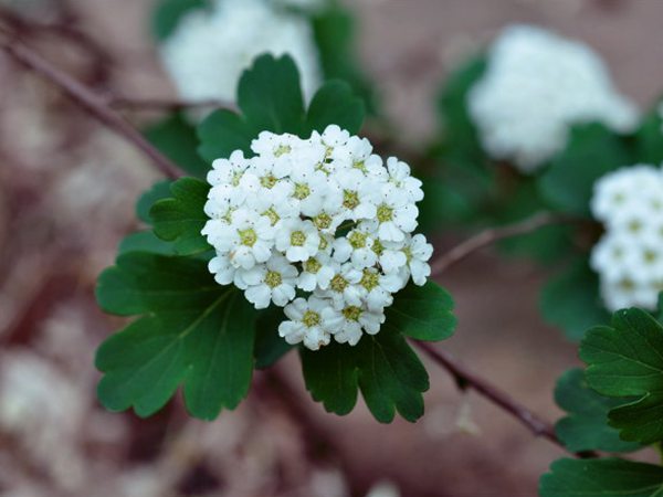 三裂繡線菊