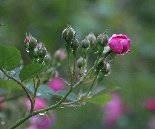 沭陽薔薇苗