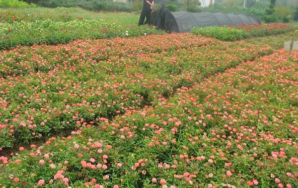 沭陽(yáng)薔薇