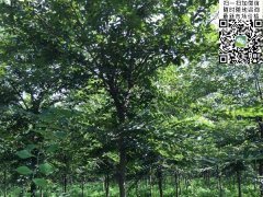 目前國內(nèi)櫸樹哪里最多，你一定不知
