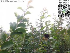 「內(nèi)部資料」行內(nèi)采購流蘇樹報(bào)價(jià)單曝光！