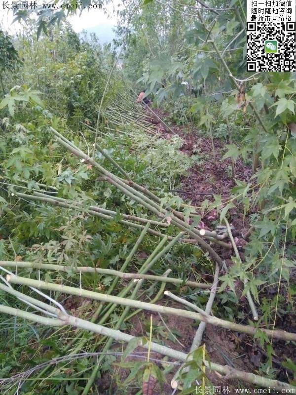 優(yōu)質青楓樹