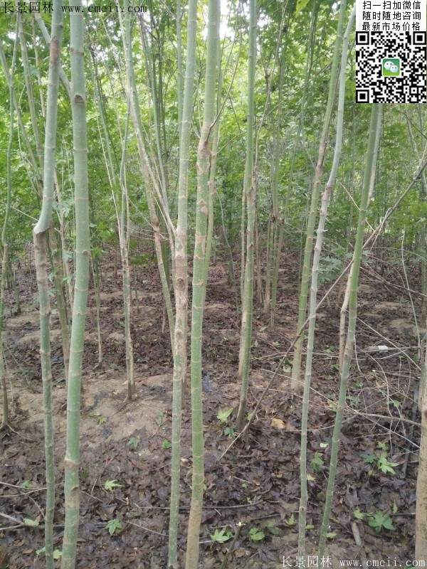 青楓樹價格