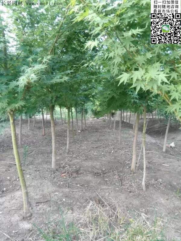 青楓樹價格