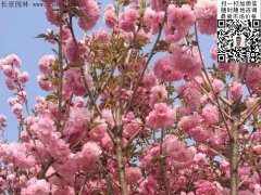 早櫻、晚櫻都是櫻，但你知道那款櫻花是最被看