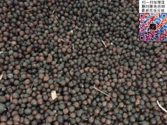 2020下半年最新欒樹籽多少錢一斤？
