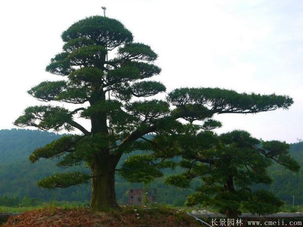 沭陽(yáng)黑松造型