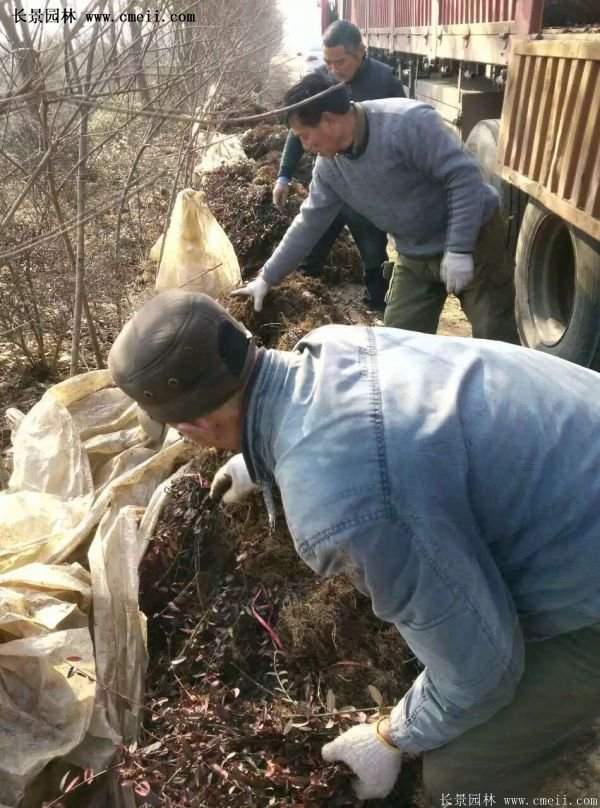 沭陽速生扶芳藤