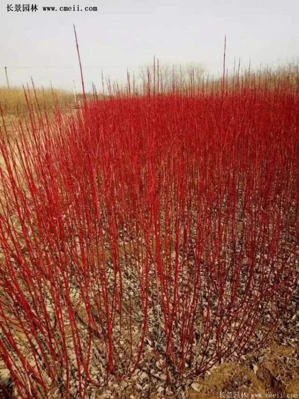 沭陽(yáng)紅瑞木 沭陽(yáng)紅瑞木