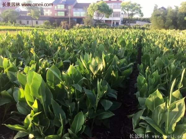 美人蕉種植經(jīng)驗分享