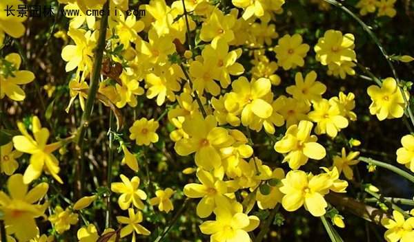 沭陽迎春花 沭陽迎春花