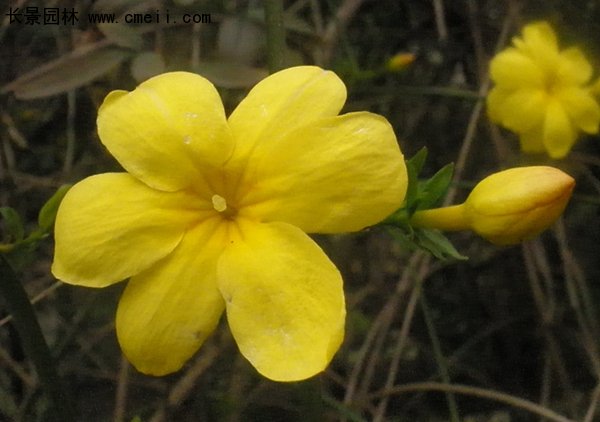 沭陽迎春花 沭陽迎春花