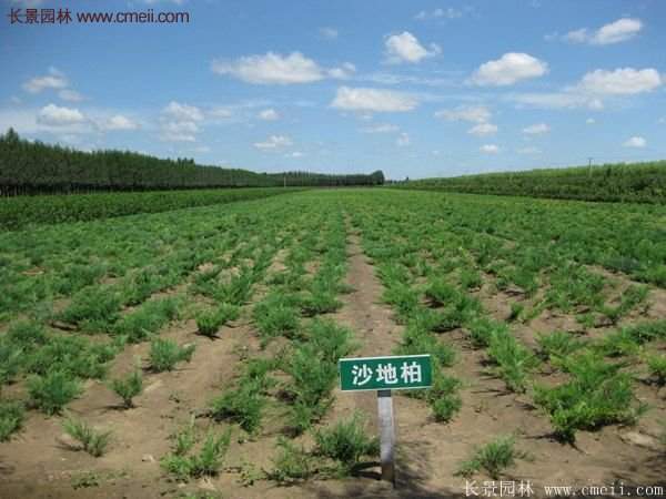 沭陽(yáng)沙地柏 沭陽(yáng)沙地柏