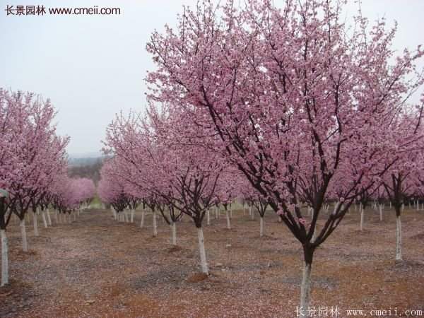 美人梅開(kāi)花圖片