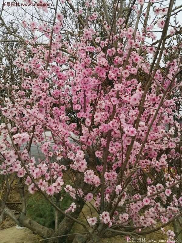 美人梅開(kāi)花圖片