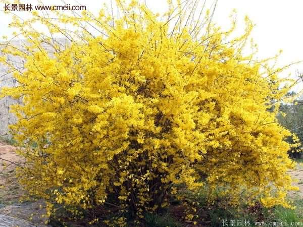 沭陽(yáng)連翹修剪 沭陽(yáng)連翹修剪