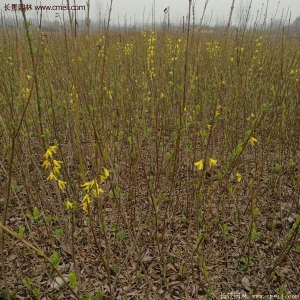 沭陽連翹基地 沭陽連翹基地