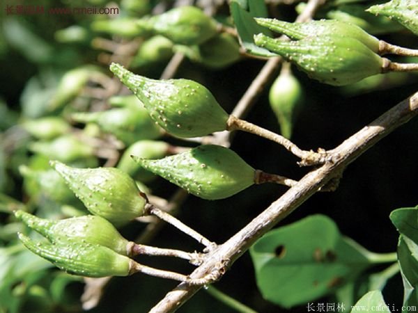 沭陽連翹苗 沭陽連翹苗