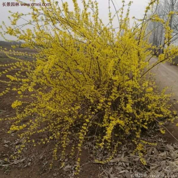 沭陽連翹苗 沭陽連翹苗