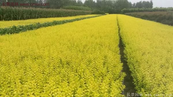 金葉女貞市場(chǎng)行情 金葉女貞市場(chǎng)行情