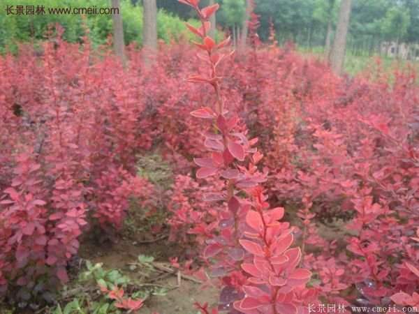 沭陽基地的紅葉小檗苗、紅葉小檗球