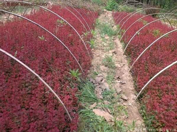 沭陽基地的紅葉小檗苗、紅葉小檗球