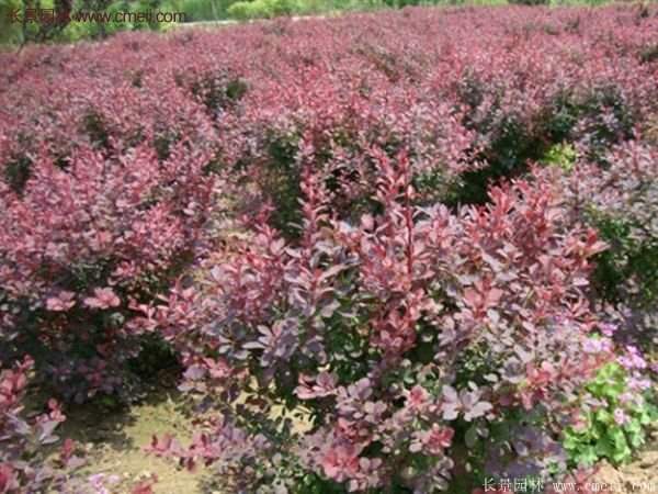 沭陽(yáng)基地的紅葉小檗