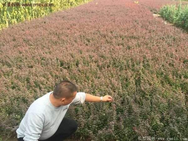 沭陽(yáng)基地的紅葉小檗