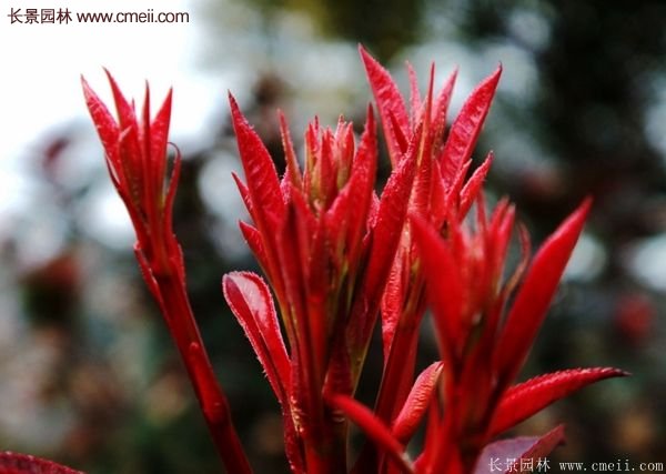 沭陽(yáng)基地的紅葉石楠