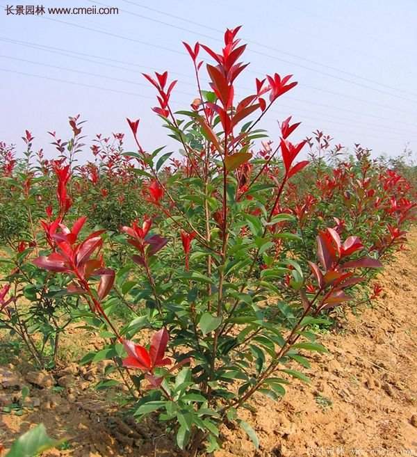 沭陽(yáng)基地的紅葉石楠