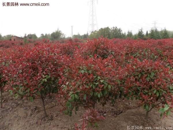 沭陽(yáng)基地的紅葉石楠