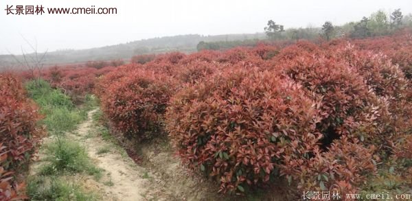 沭陽(yáng)基地的紅葉石楠