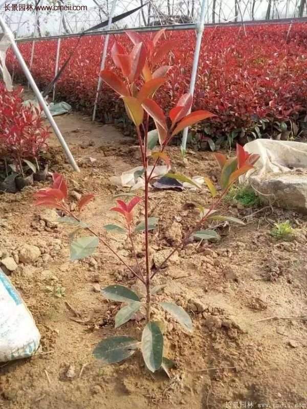 沭陽基地的紅葉石楠