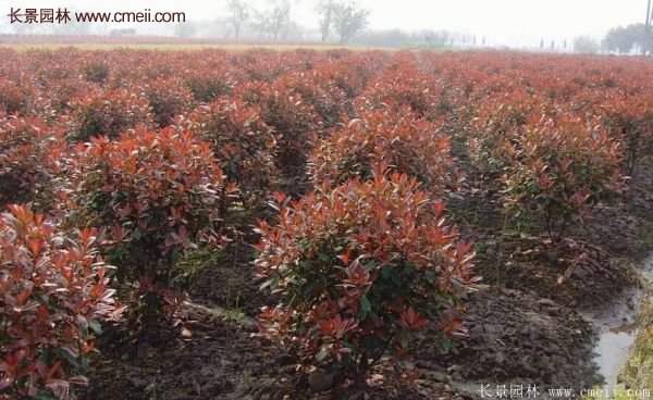 沭陽紅葉石楠