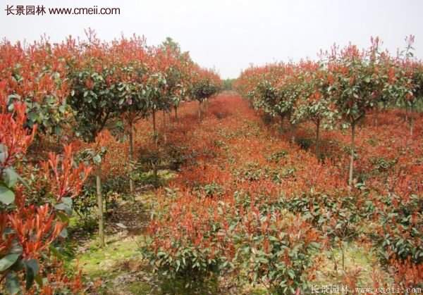 沭陽(yáng)基地的紅葉石楠