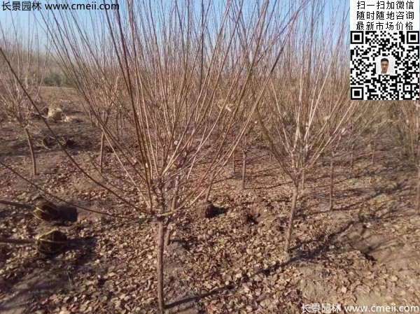 地徑5-7公分紅梅，數(shù)量7000棵左右