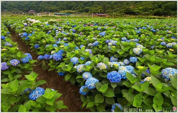 繡球花