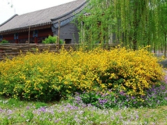 <font color='#FFFF00'>產(chǎn)地直銷的棣棠球多少錢一棵？</font>