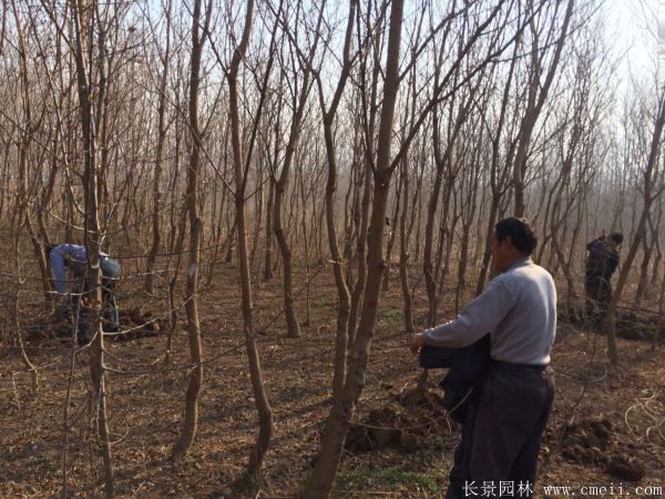 烏桕樹圖片烏桕樹基地實拍