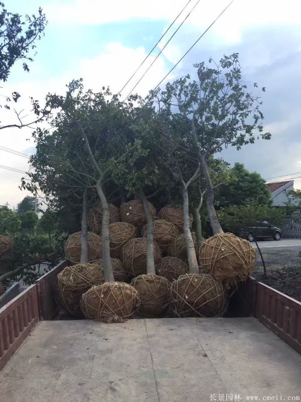 樸樹圖片樸樹基地實(shí)拍