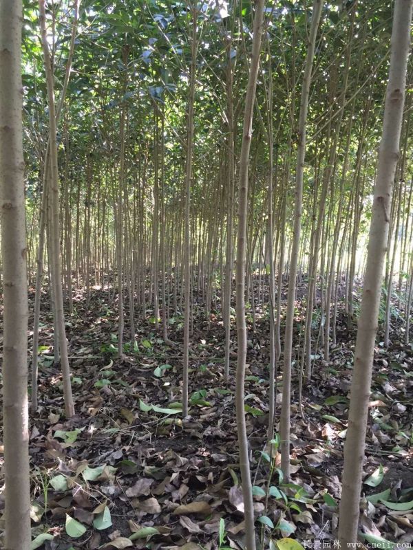 大葉女貞圖片大葉女貞基地實(shí)拍