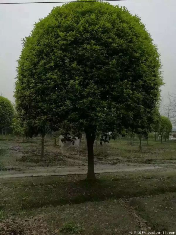 桂花樹圖片桂花樹基地實(shí)拍