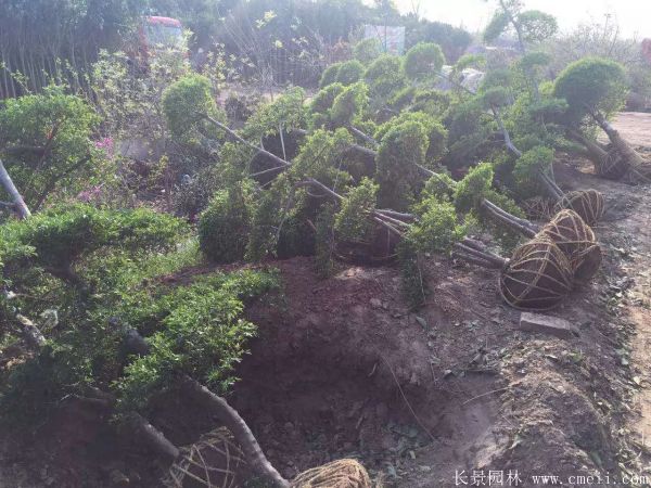 小葉女貞造型樹(shù)圖片基地實(shí)拍